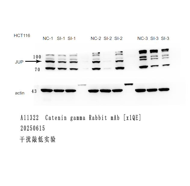 使用Nature Biosciences品牌抗体 Review  持续更新00002